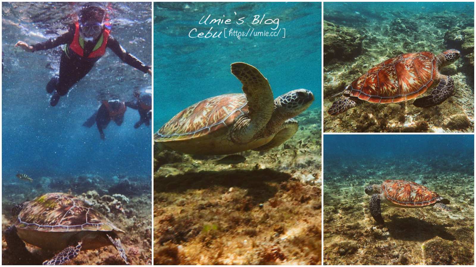 菲律賓宿霧 Day10|杜馬蓋地 Dumaguete 阿波島APO 近距離和海龜一起游泳！超值得來！！