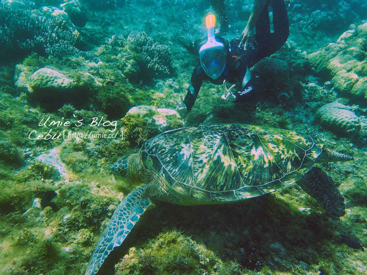 菲律賓宿霧 Day10|杜馬蓋地 Dumaguete 阿波島APO 近距離和海龜一起游泳！超值得來！！