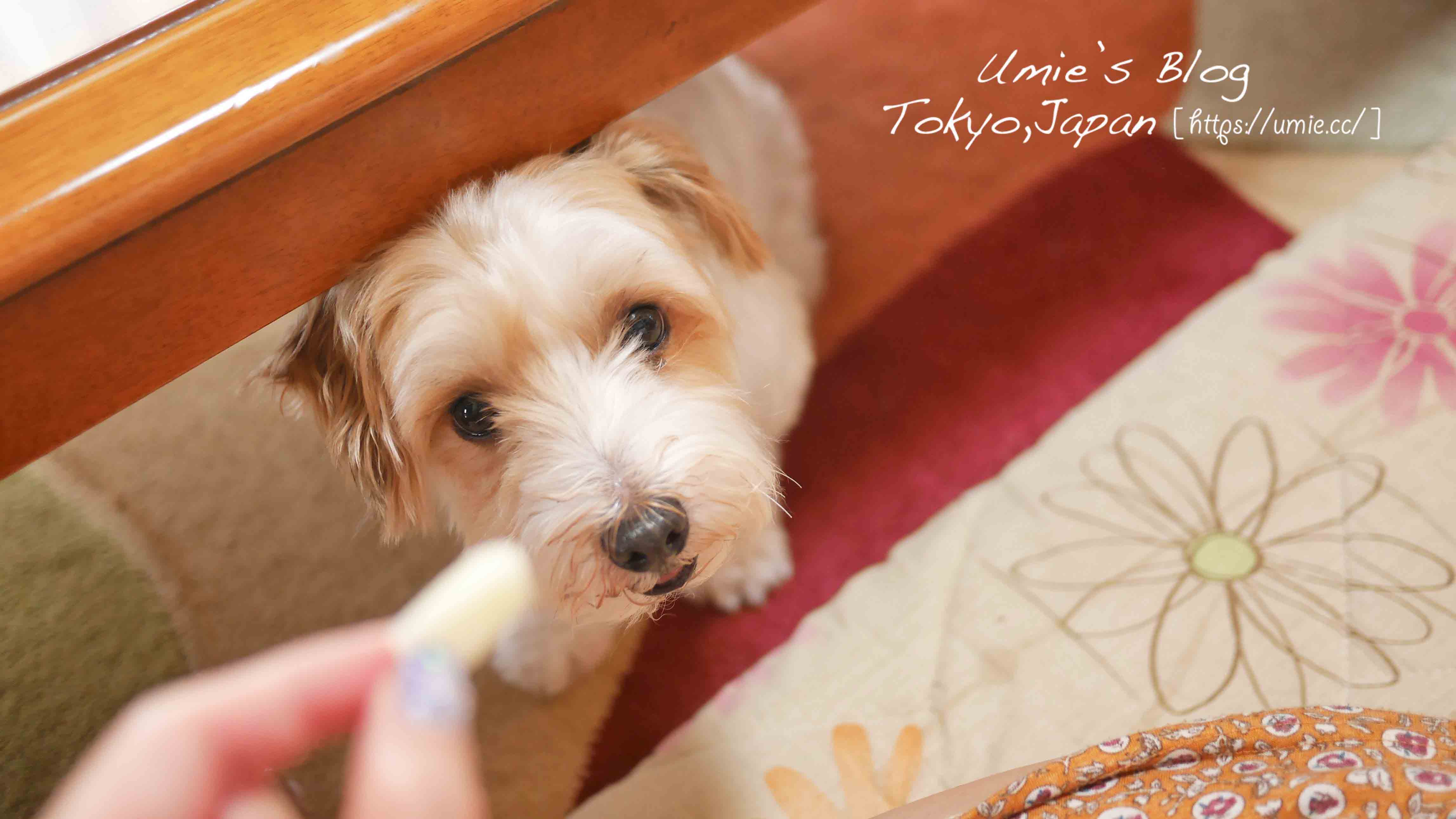 在日本，買一隻純種的狗狗要40 萬元日幣(約台幣13 萬元) [認養代替購買] – Umie.cc