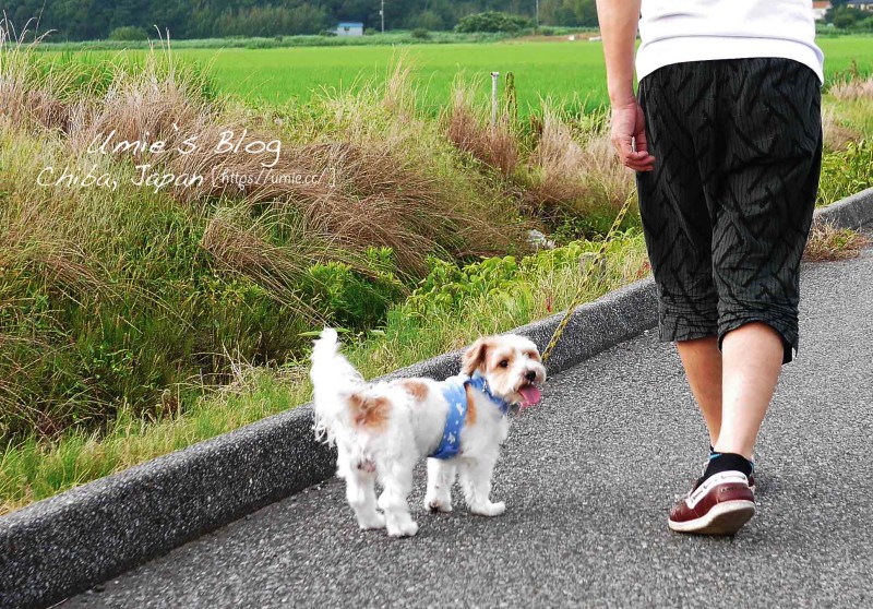 在日本，買一隻純種的狗狗要 40 萬元日幣 (約台幣 13 萬元) 養寵物前，你需要知道的 10 件事。有養狗/貓念頭的人必看！